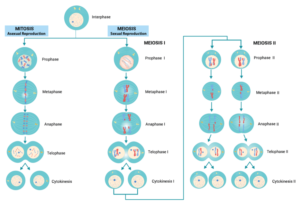 Differences Between Mitosis And Meiosis Overall Science