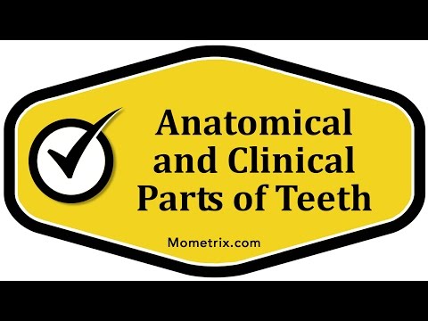 Anatomical and Clinical Parts of Teeth
