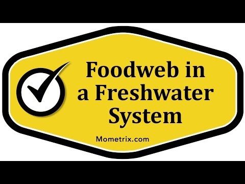 Foodweb in a Freshwater System