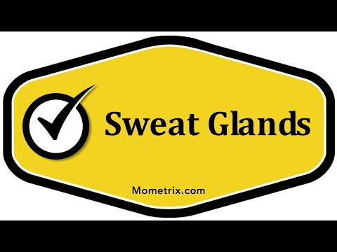 Sweat Glands