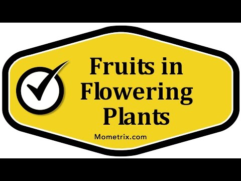 Fruits in Flowering Plants