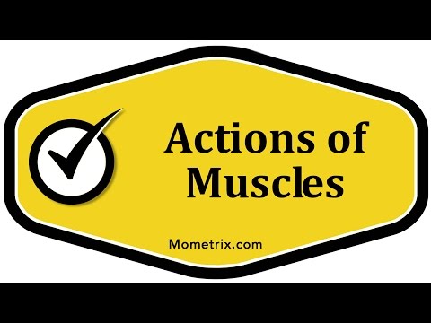 Actions of Muscles