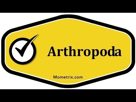 Arthropoda