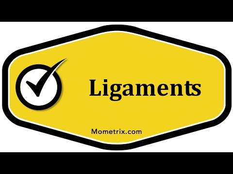 Ligaments