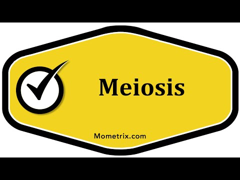 Meiosis