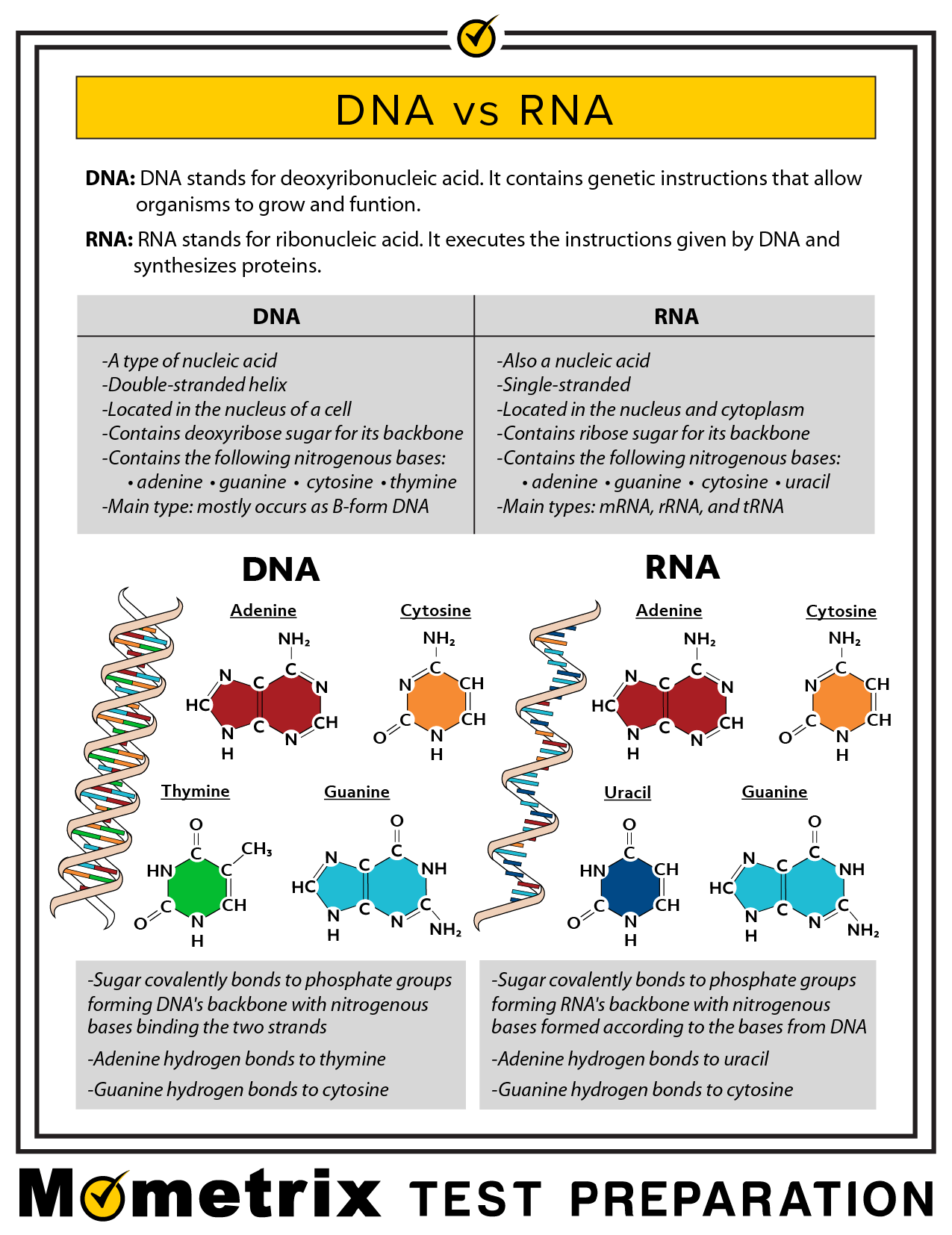 Сахар в днк. DNA vs RNA. ДНК vs РНК. DNA Bases. Nitrogenous Bases DNA.