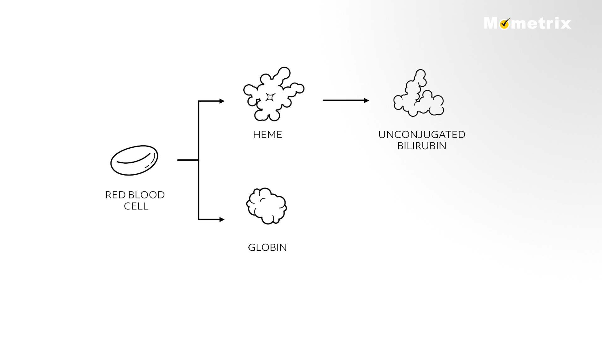 unconjugated bilirubin diagram