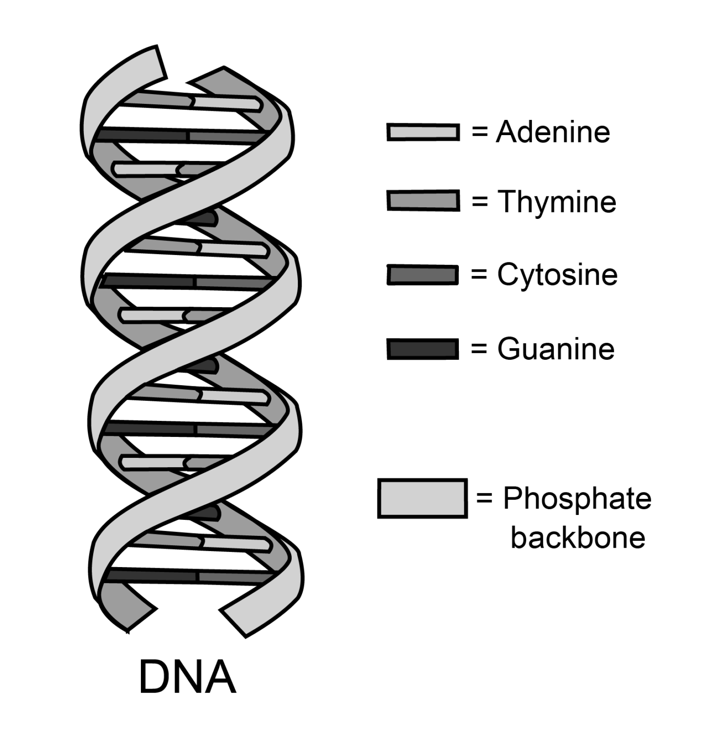 what-is-the-backbone-of-dna-made-out-of