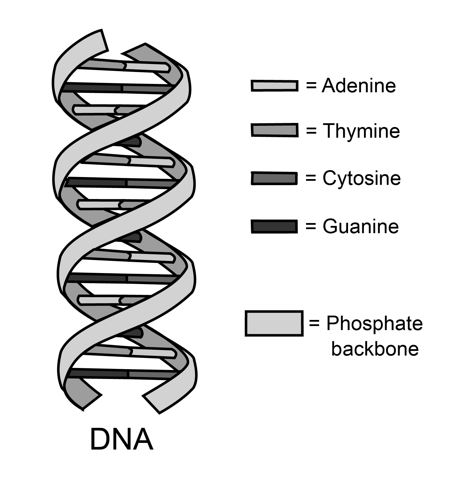 dna black and white