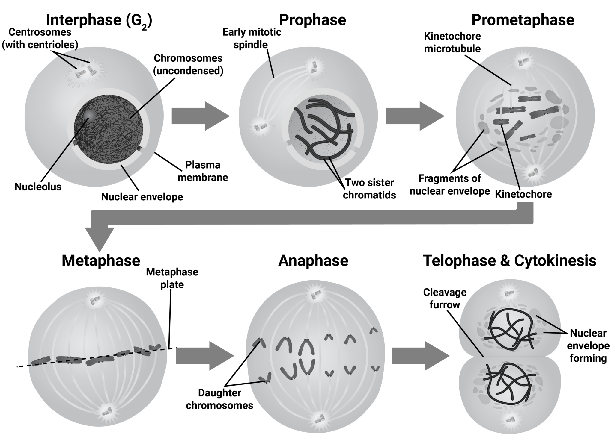 Stages of Mitosis Biology Review [Video]