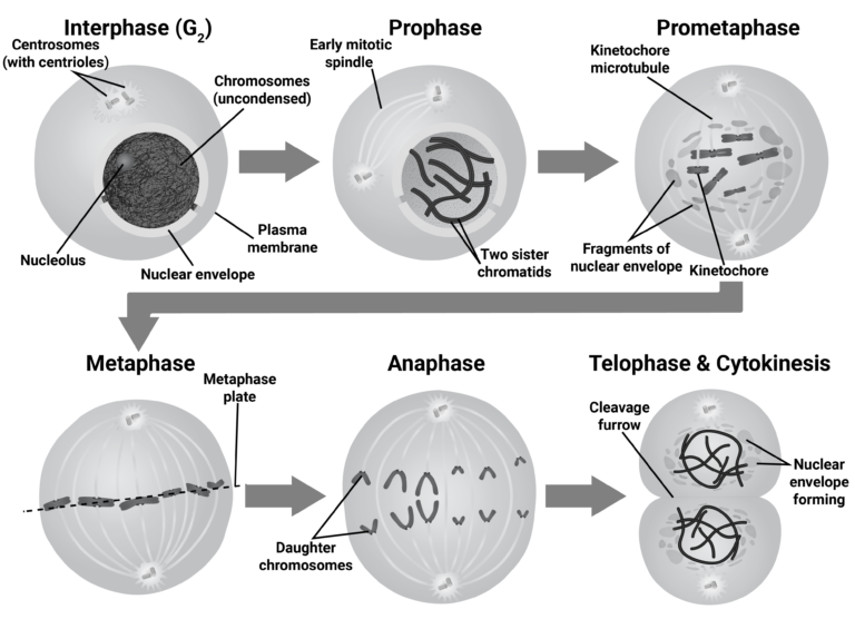 Stages of Mitosis | Biology Review [Video]