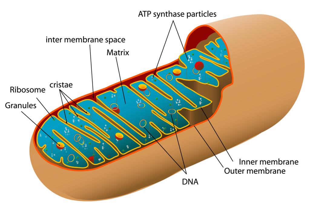 What Does the Mitochondria Do? (Video)