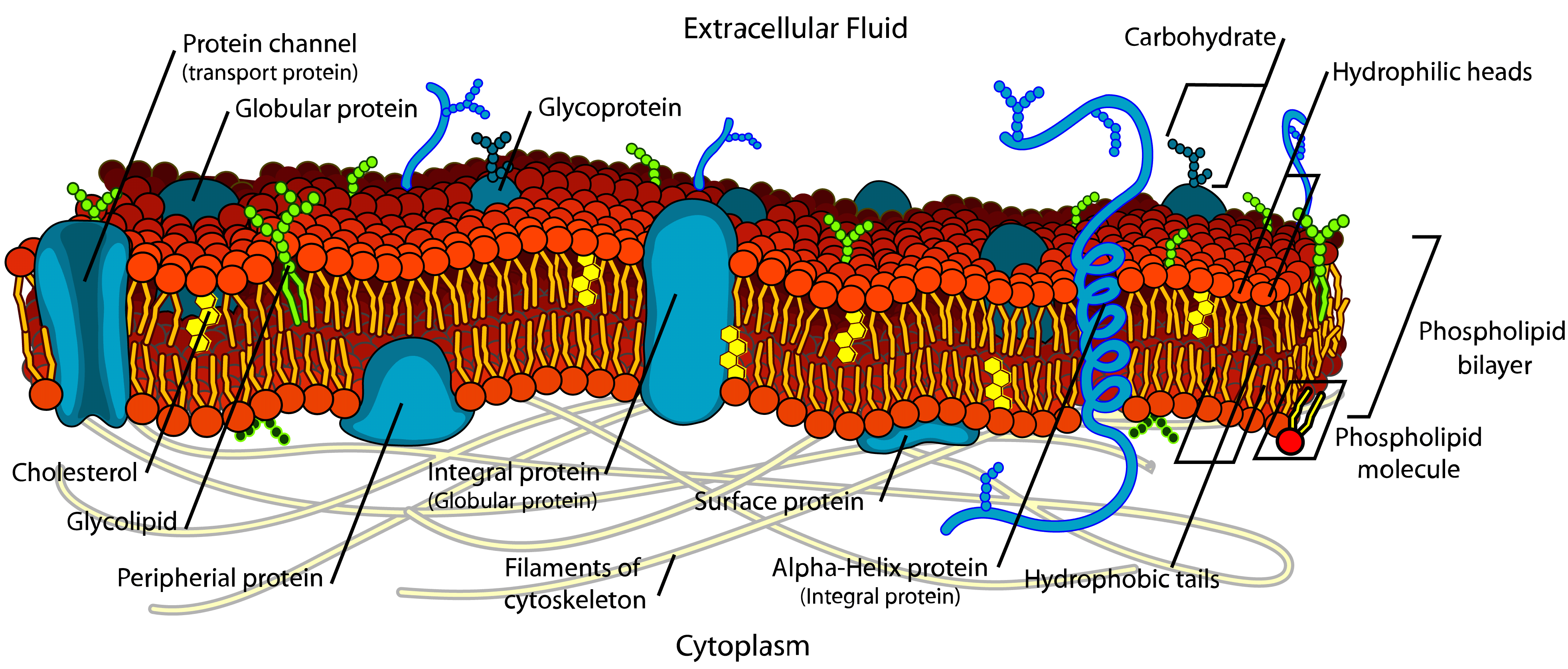 plasma membrane pro or eu