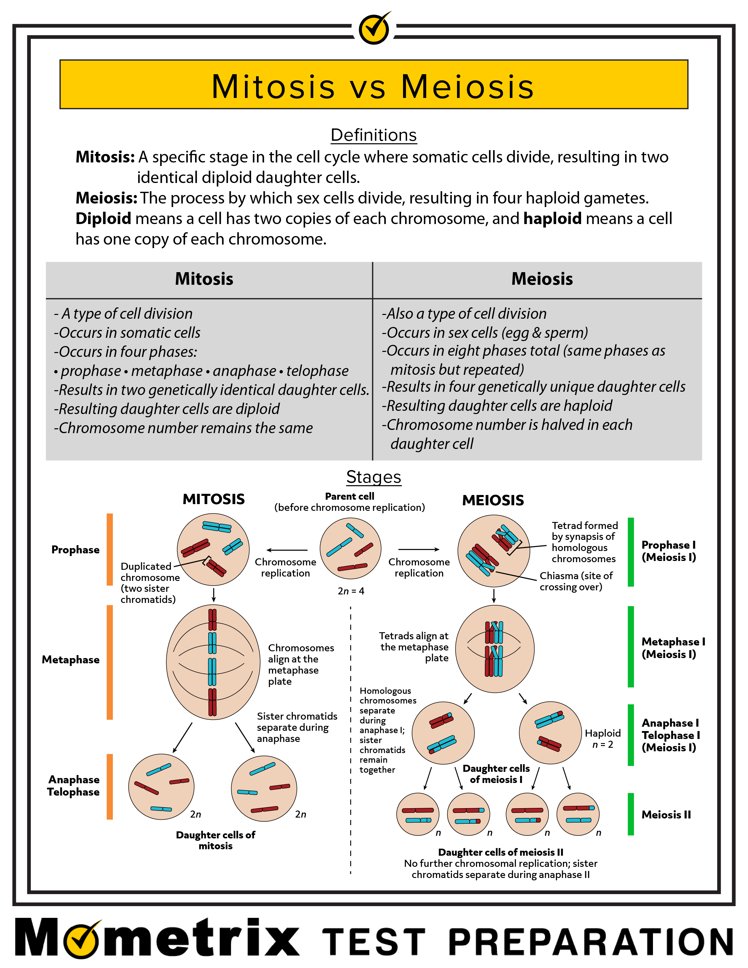 Cellular Division Mitosis And Meiosis Video