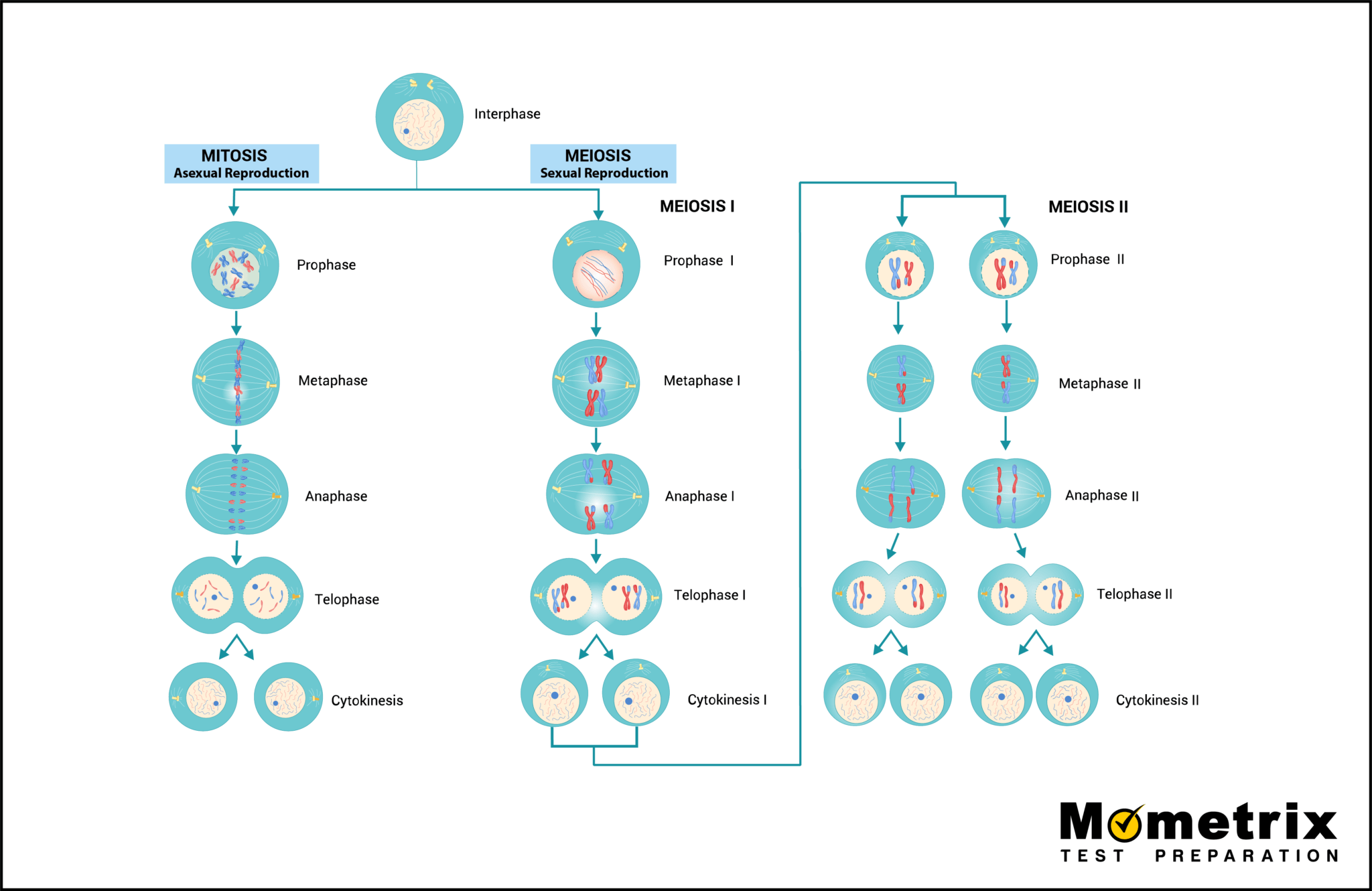 Cellular Division Mitosis And Meiosis Video 