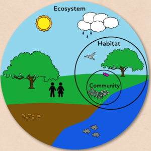 Differences Between Renewable and Nonrenewable Resources (Video)