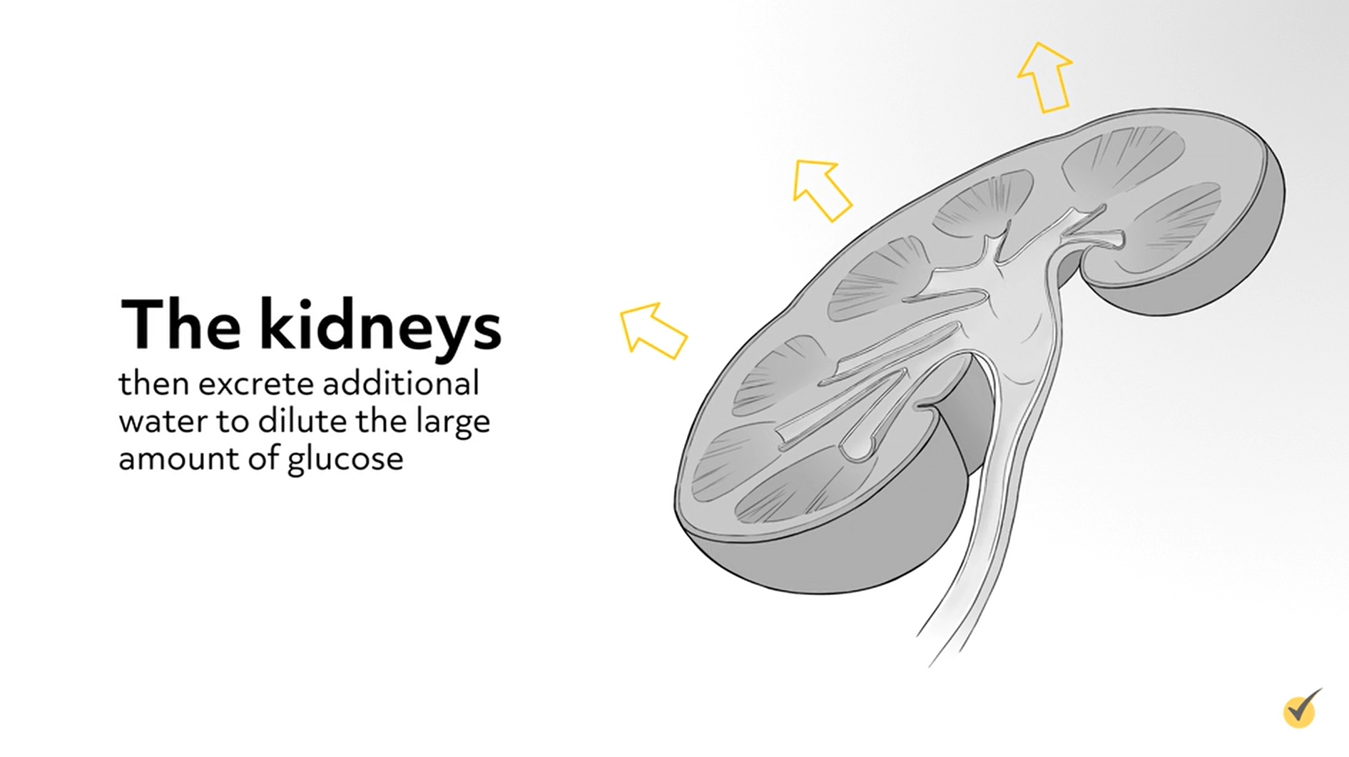 kidneys excrete water