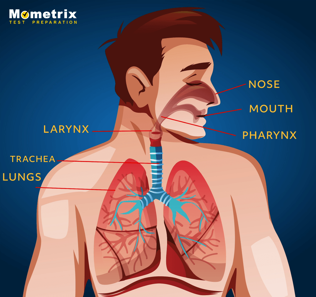 parts of respiratory system and its function