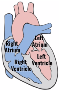 BEST Mnemonics for Heart Anatomy and Physiology (Video & FAQ)