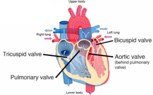 Mnemonics for Heart Anatomy and Physiology [Video]