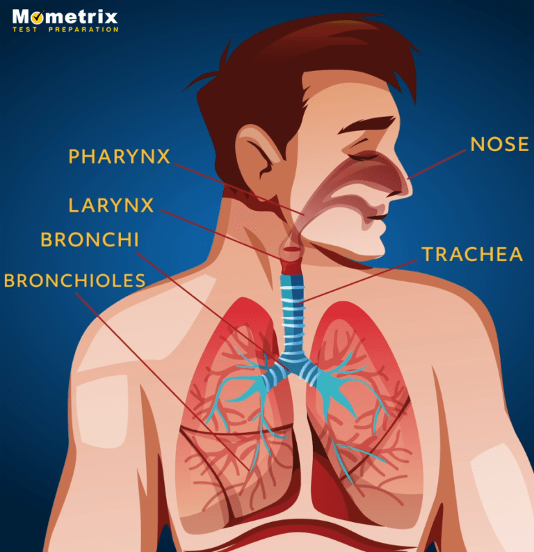 An Indepth Exploration of the Respiratory System (Video)