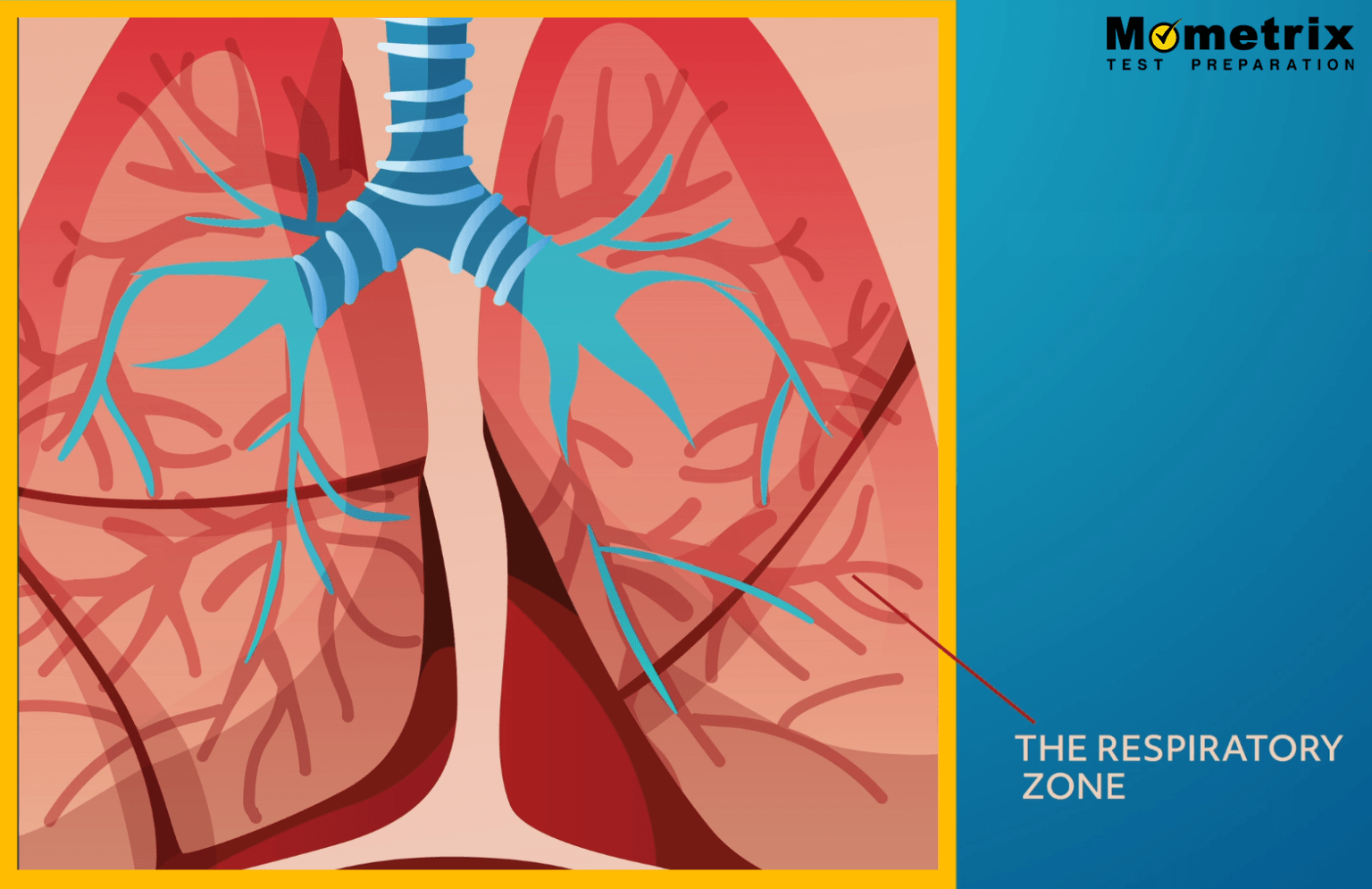 An Indepth Exploration of the Respiratory System (Video)