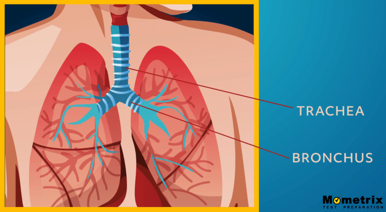 An In-depth Exploration of the Respiratory System (Video)