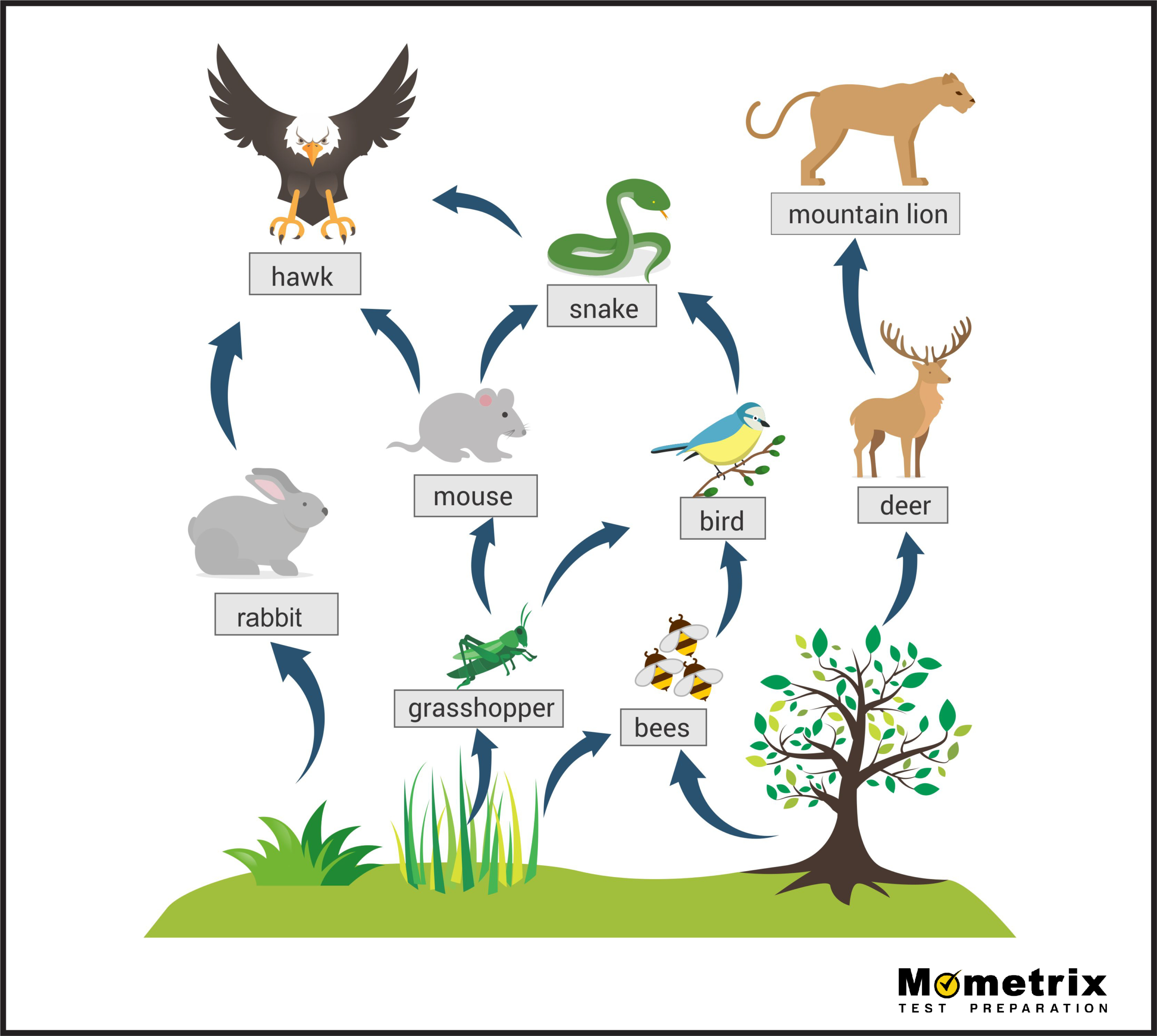 consumer food chain examples