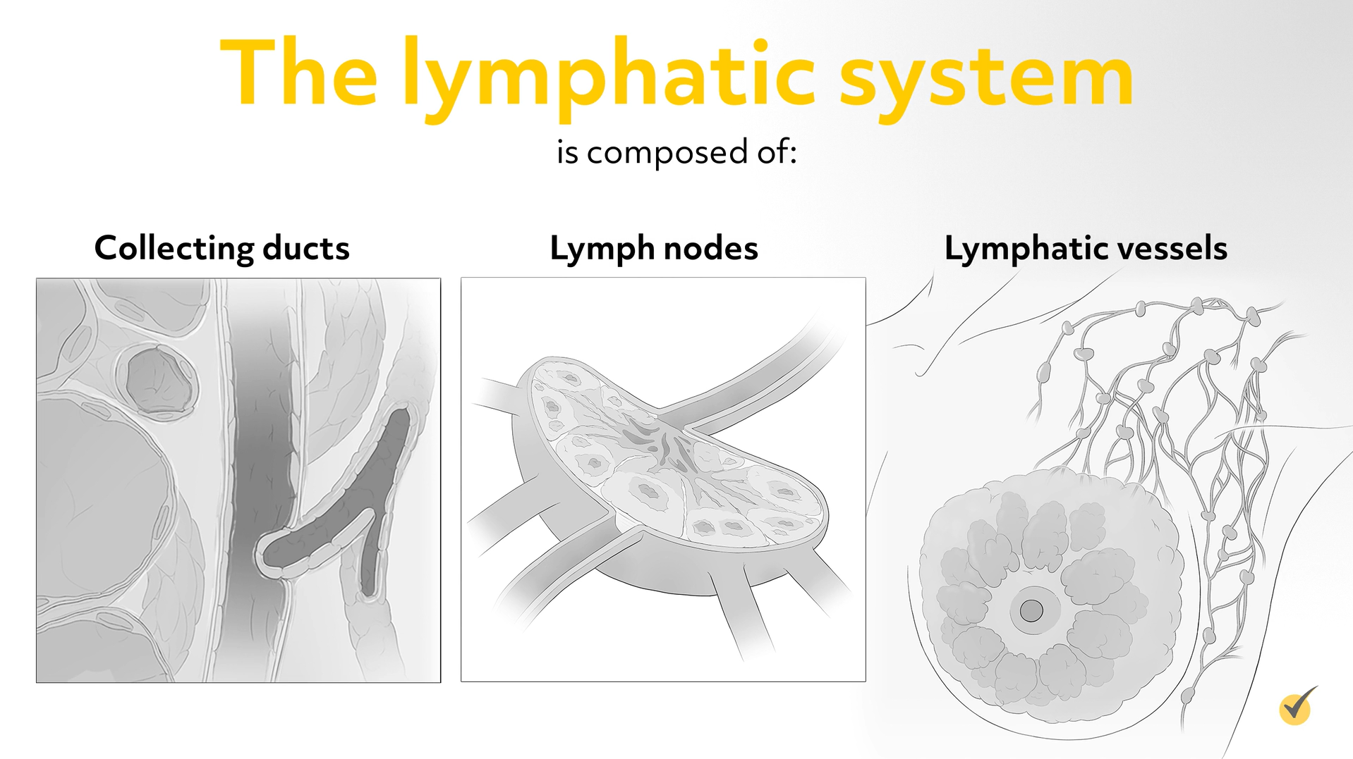 Image of collecting ducts, lymph nodes, and lymphatic vessels.