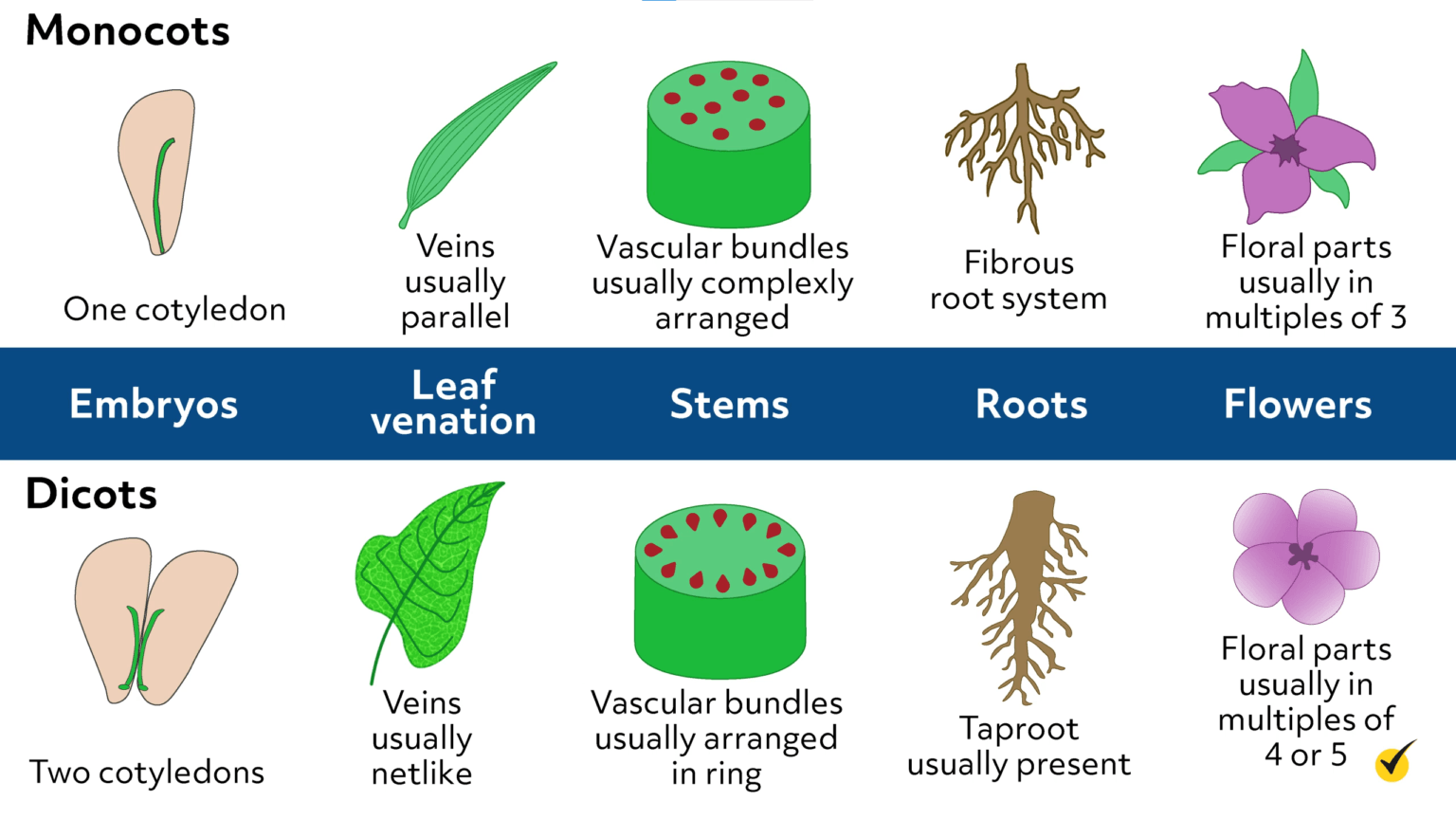 Kingdom Plantae Characteristics (Video)