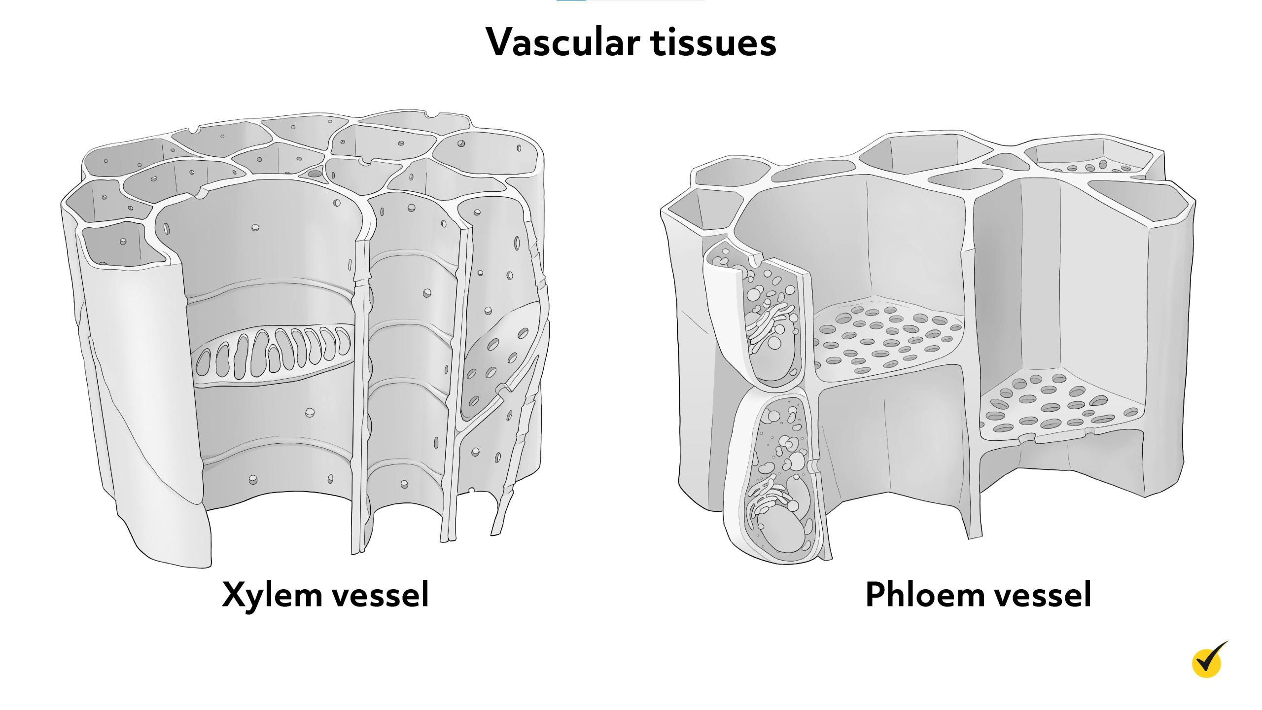 Image of vascular tissues in plants.