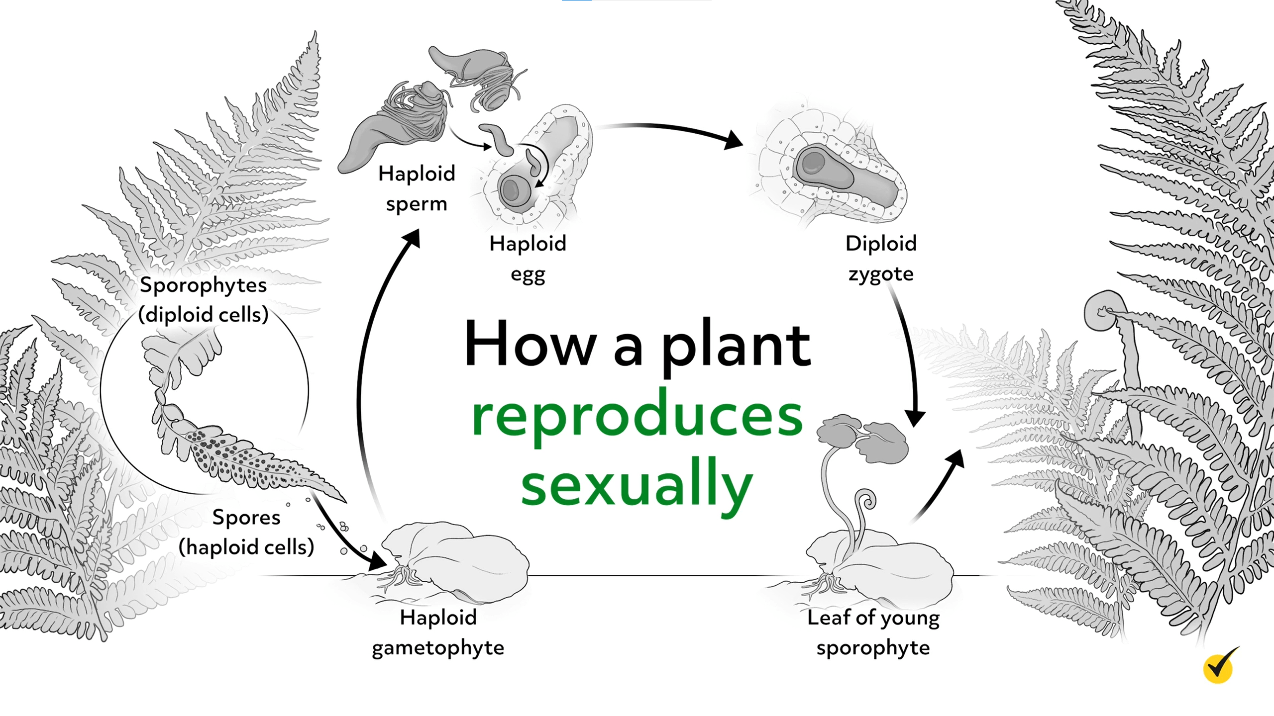 plantae kingdom diagram