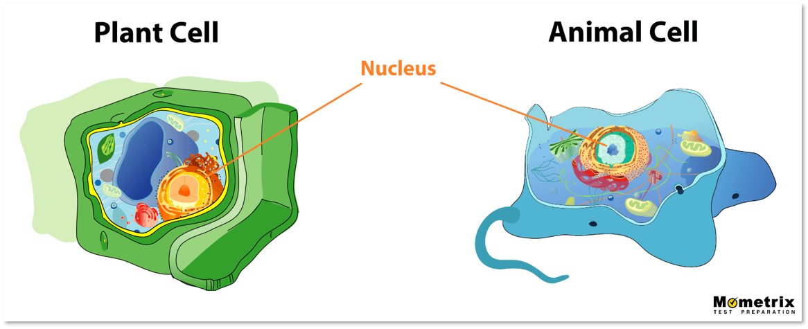 nucleoplasm plant cell