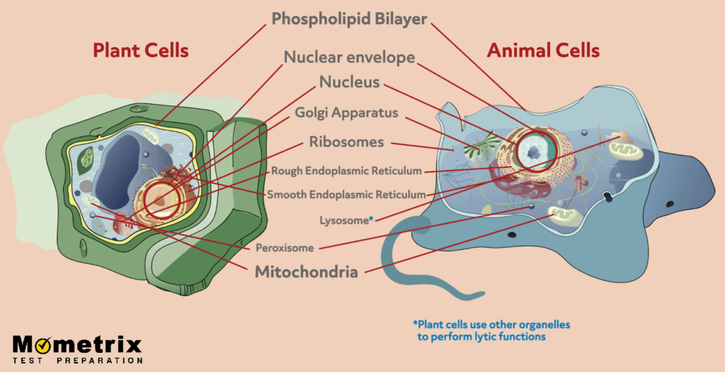 Differences Between Plant and Animal Cells (Video)