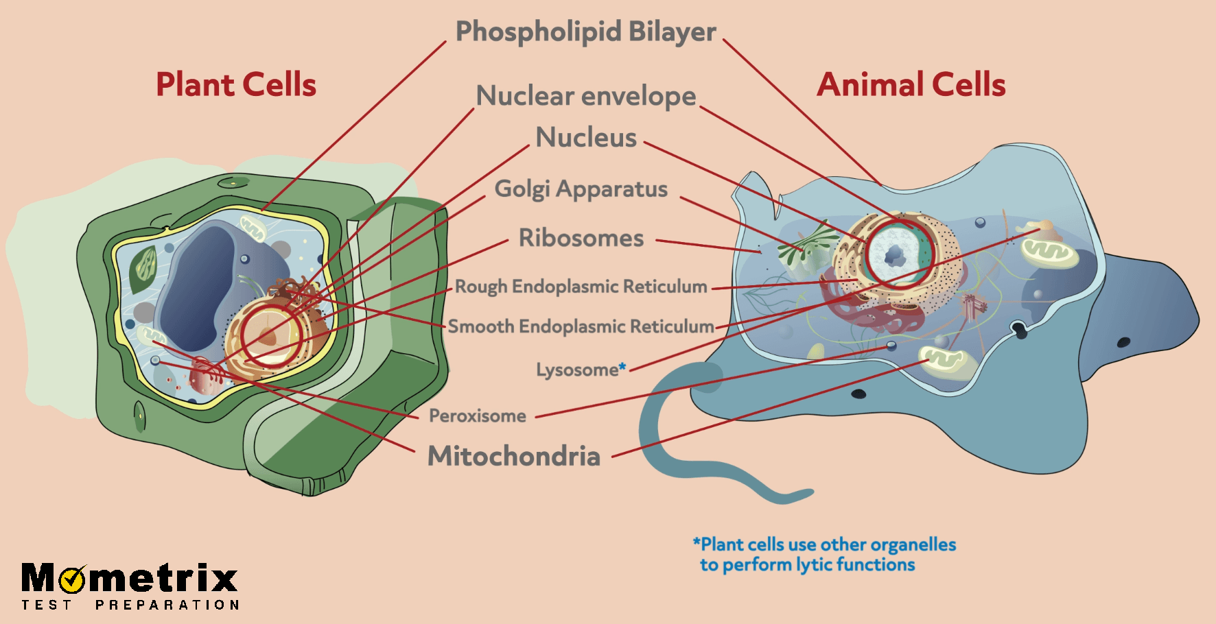 Difference Between Plant and Animal Cells (Video)