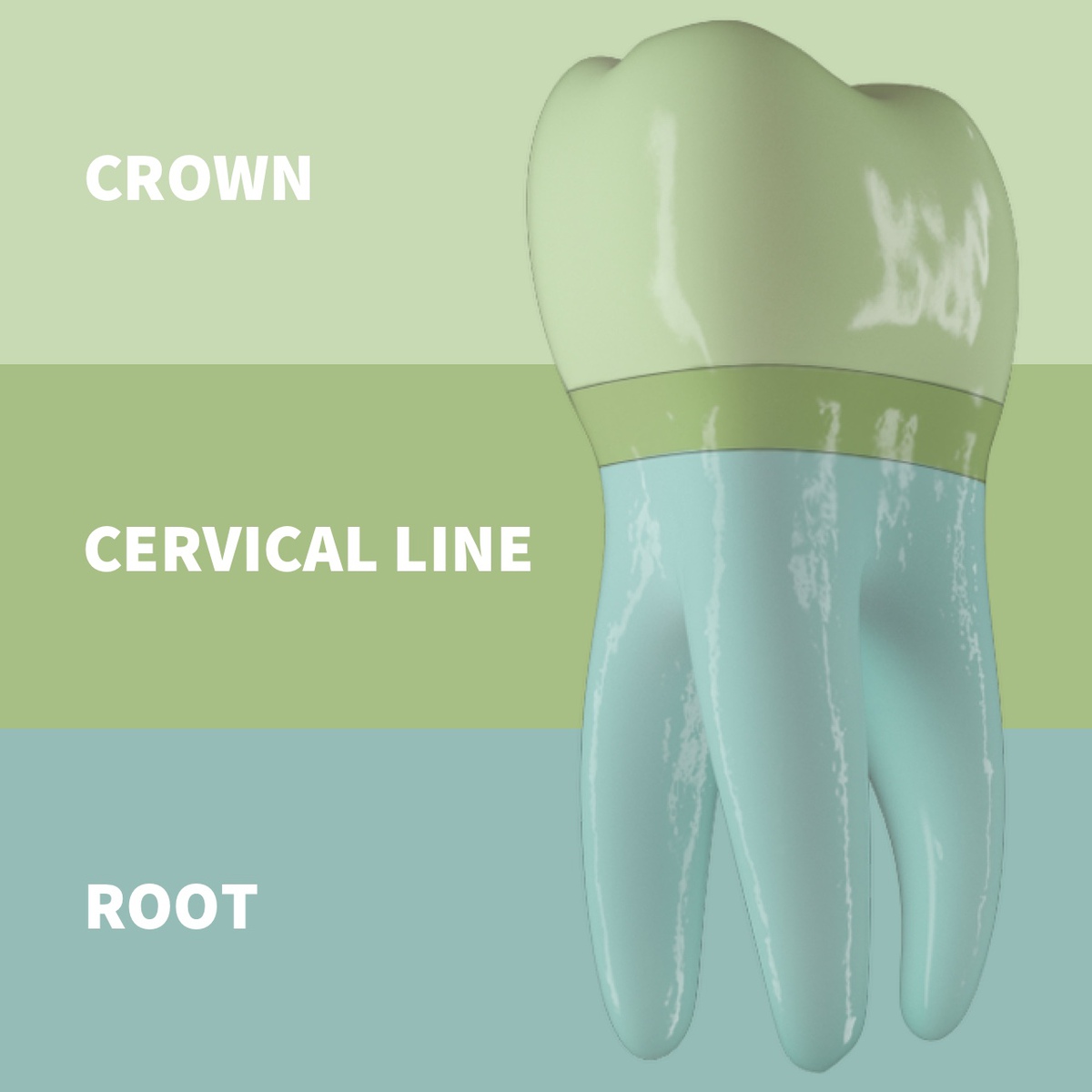 Anatomical and Clinical Parts of Teeth (Video)