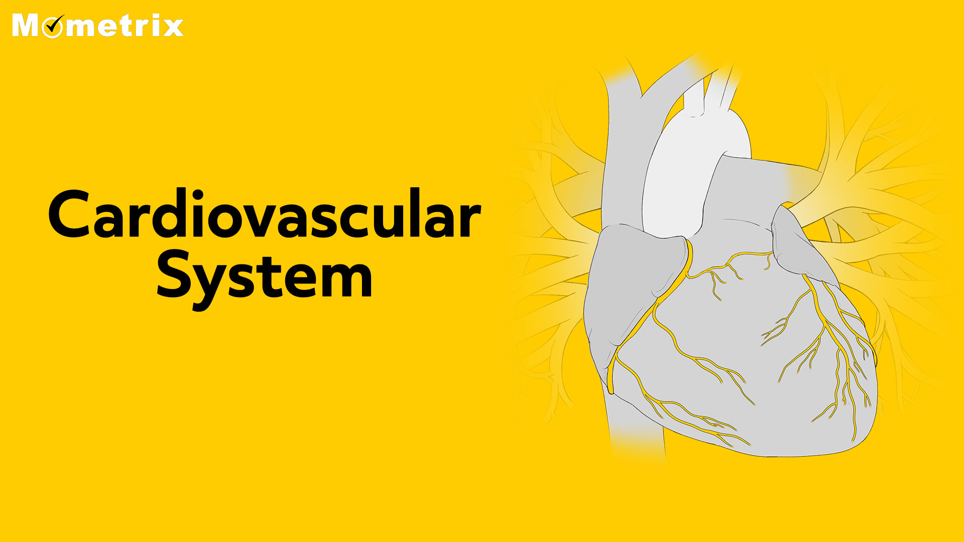 Cardiovascular System [Video]