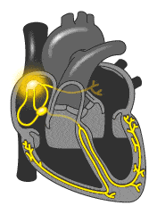 Animation of the electrical conduction system of the heart, showing a pulse traveling through the heart