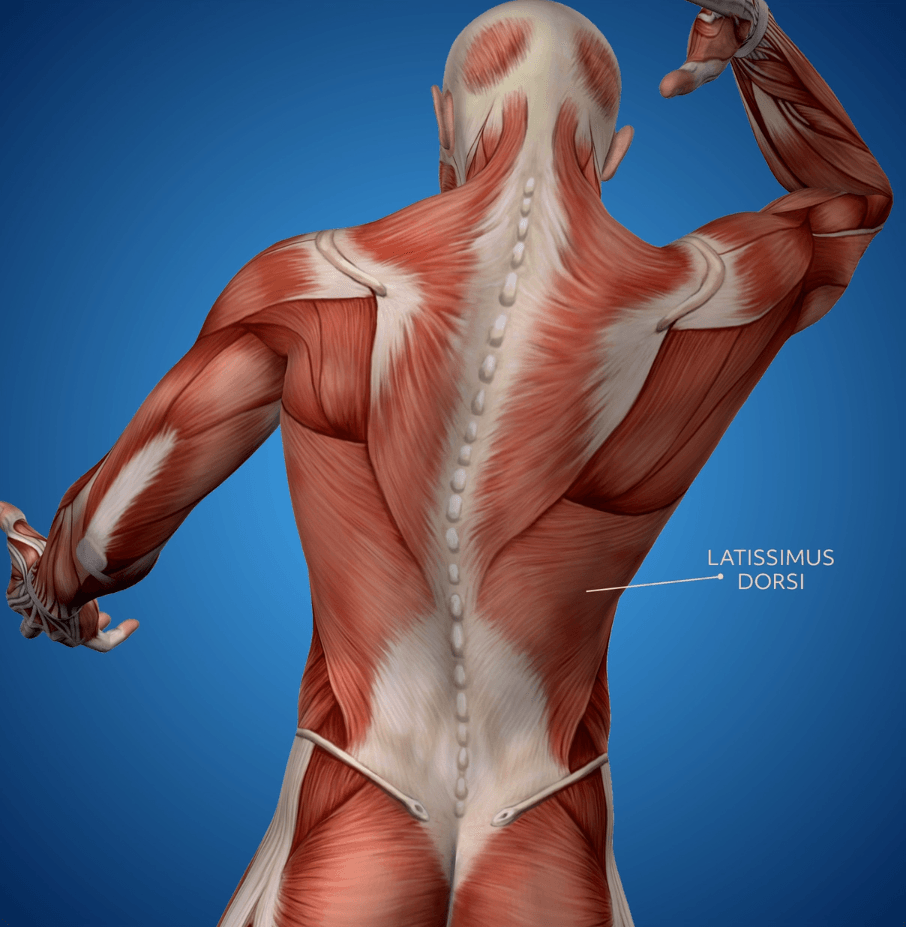 An illustration of the muscular system, viewed from the back, with the latissimus dorsi labeled in the lower right.