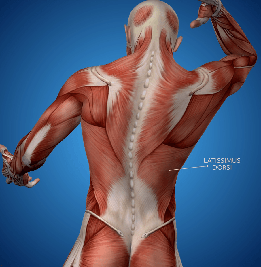 Chest Muscles Anatomy, Diagram & Function