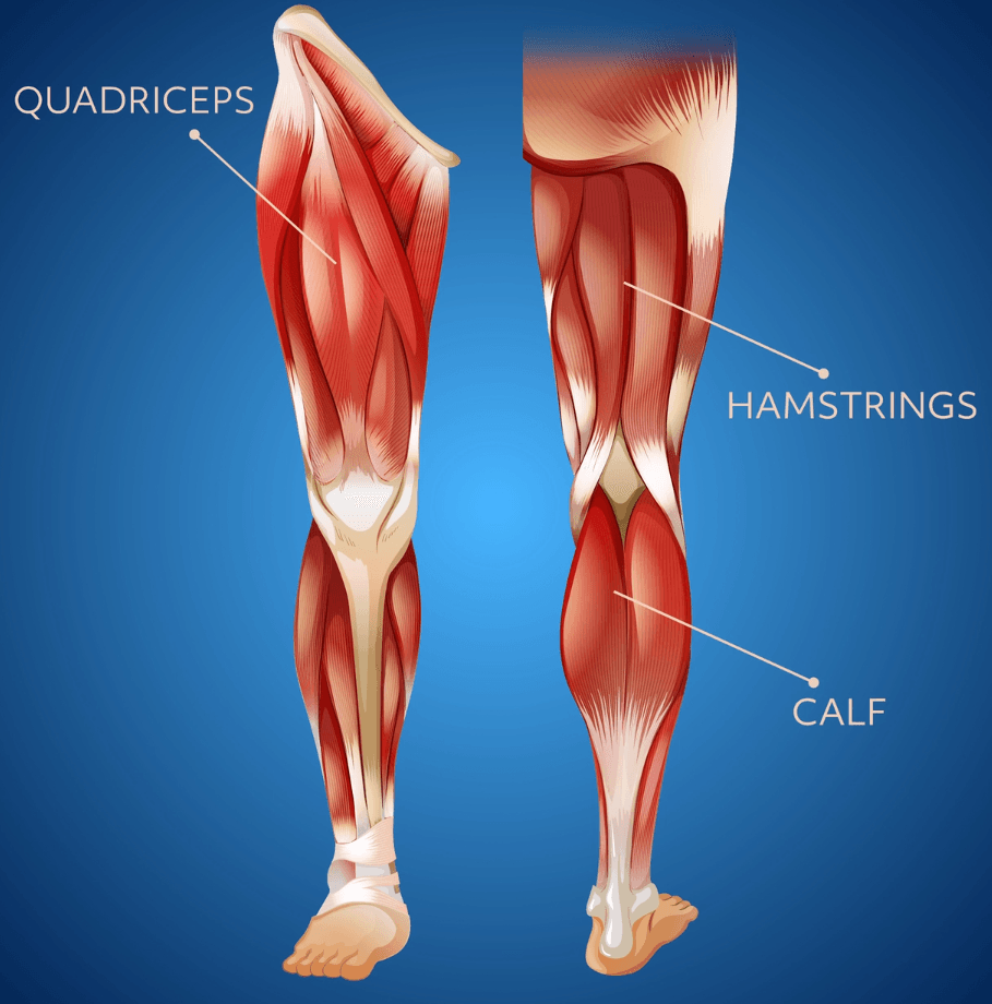 An illustration of the leg muscles, with the quadriceps, hamstrings, and calf muscles labeled