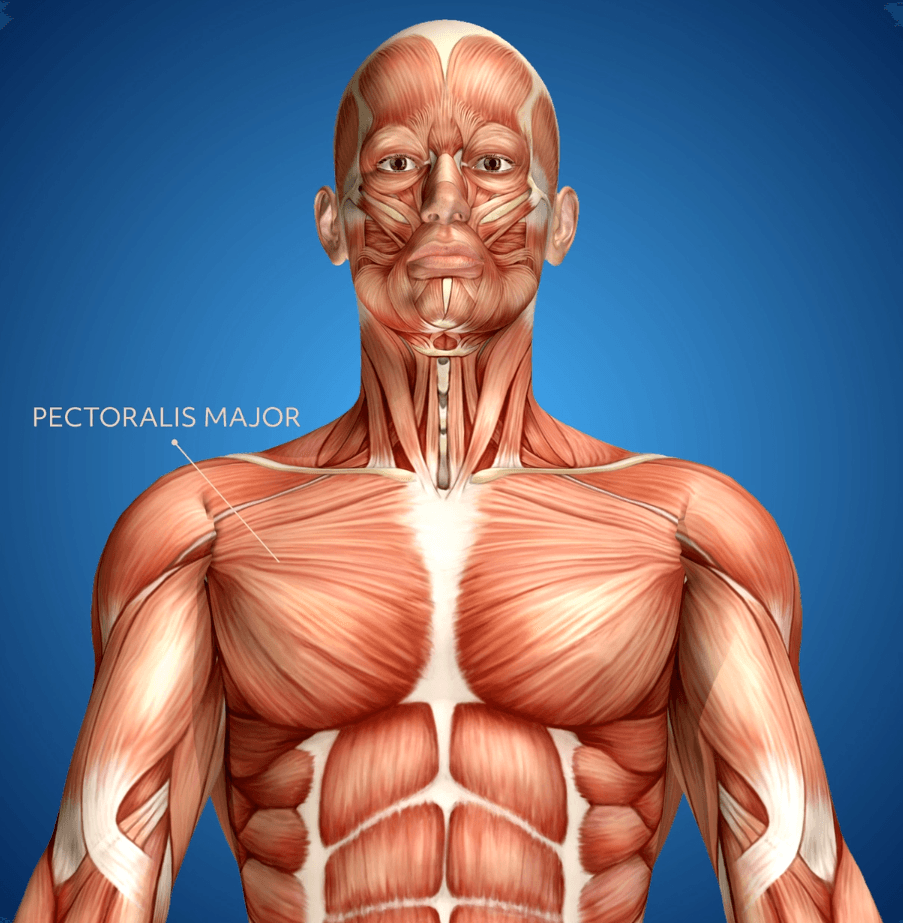 The pectoralis major muscle is labeled on a diagram of the human body