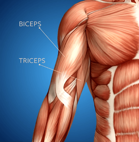 Biceps and triceps are labeled on a diagram of an arm