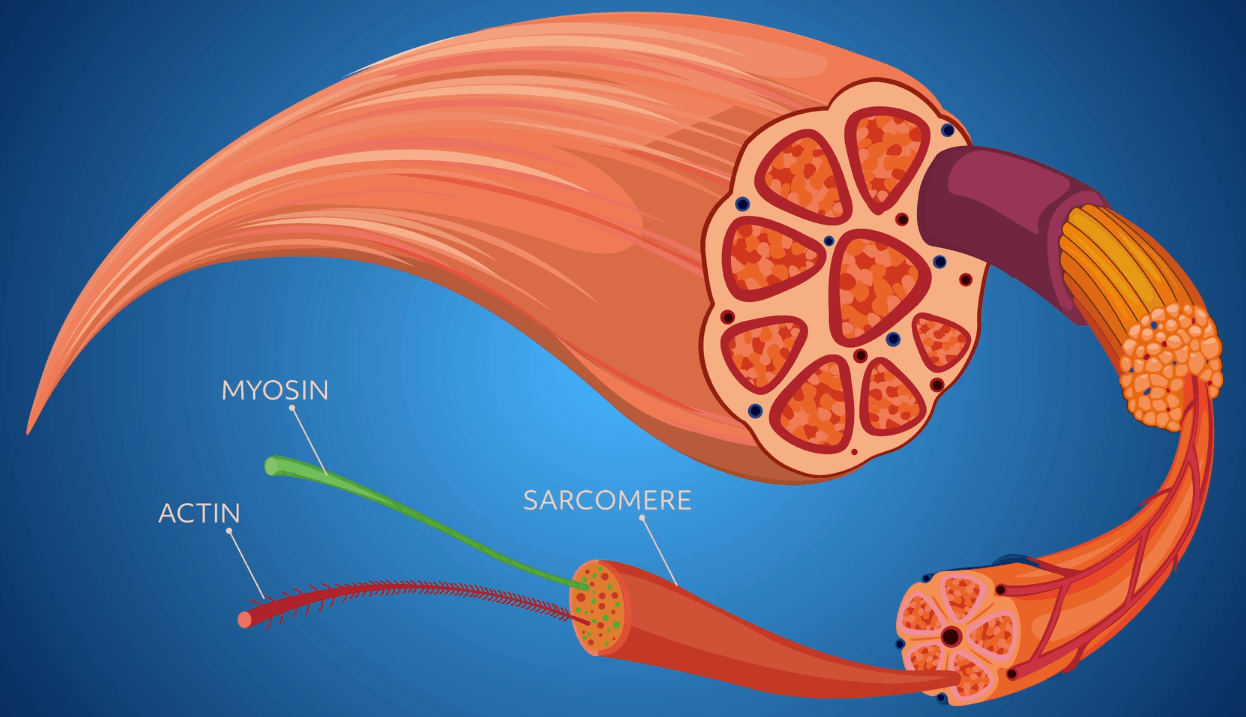The structure of a skeletal muscle with actin, myosin, and sarcomere labeled