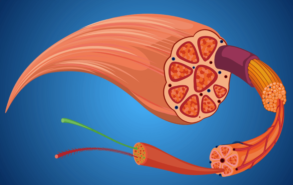 The structure of a skeletal muscle