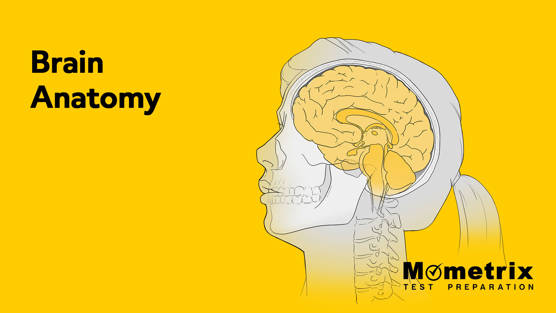 Brain Anatomy [Video]