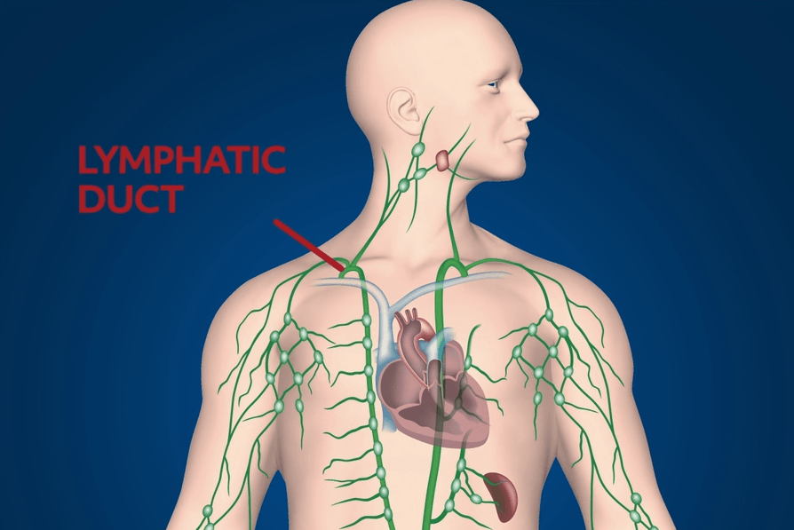 A diagram of the human body with the lymphatic duct labeled on the left side near the shoulder