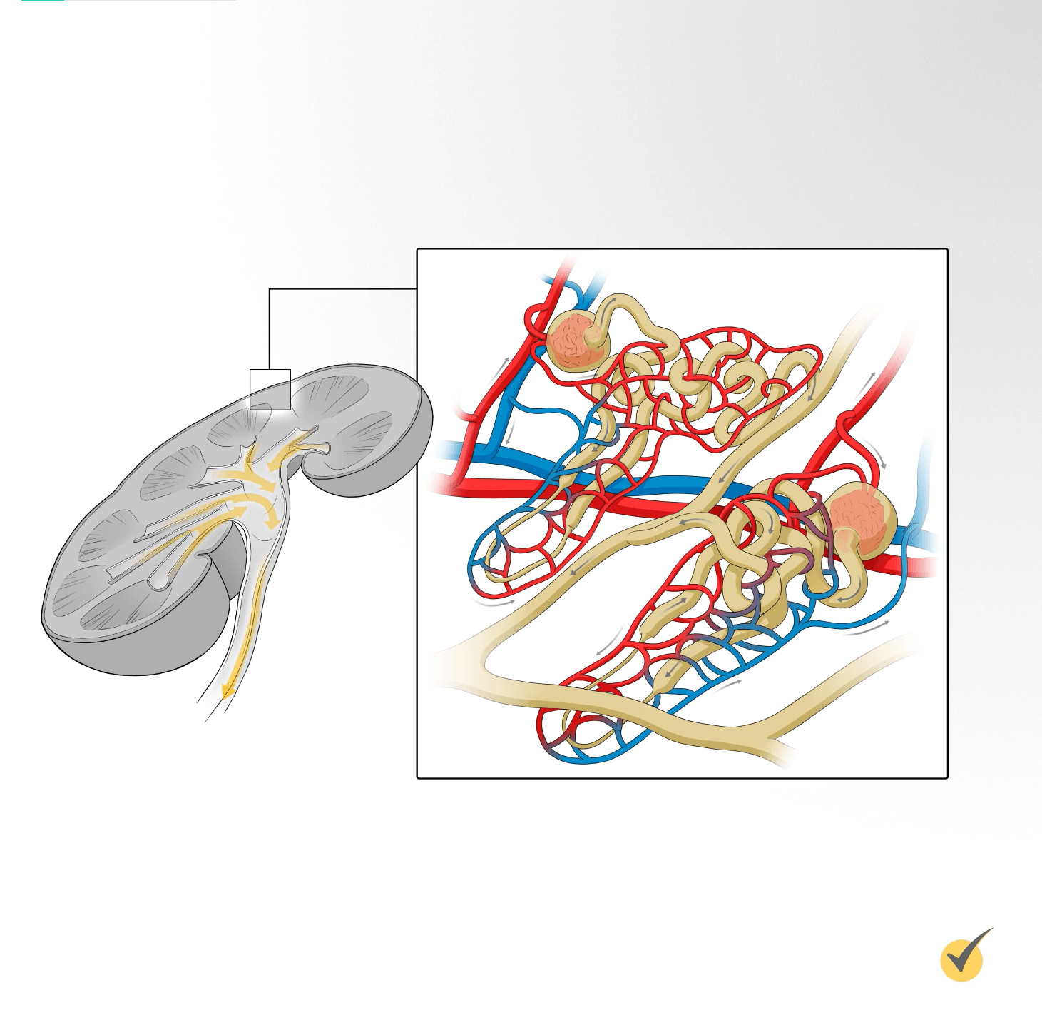 Nephron 