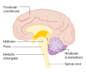 the brain stem is shown, including the medulla oblongata, pons, and midbrain