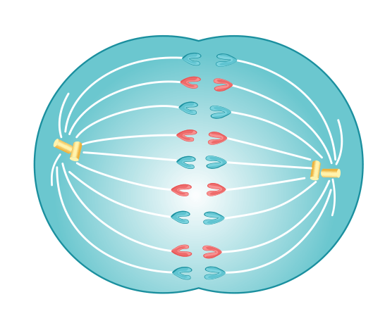 Anaphase Diagram